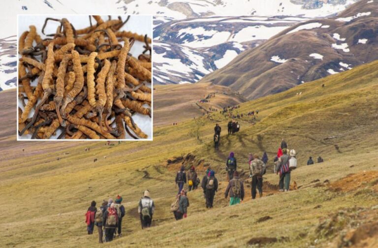 मुगुमा यार्सा संकलनबाट ३१ लाख राजस्व संकलन