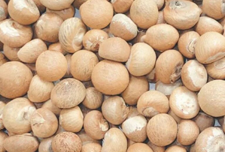 ३६५ केजी सुपारी मेचीनगरबाट बरामद