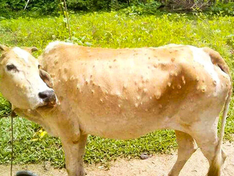 जुम्लामा पनि देखियो लम्पी स्किन रोग